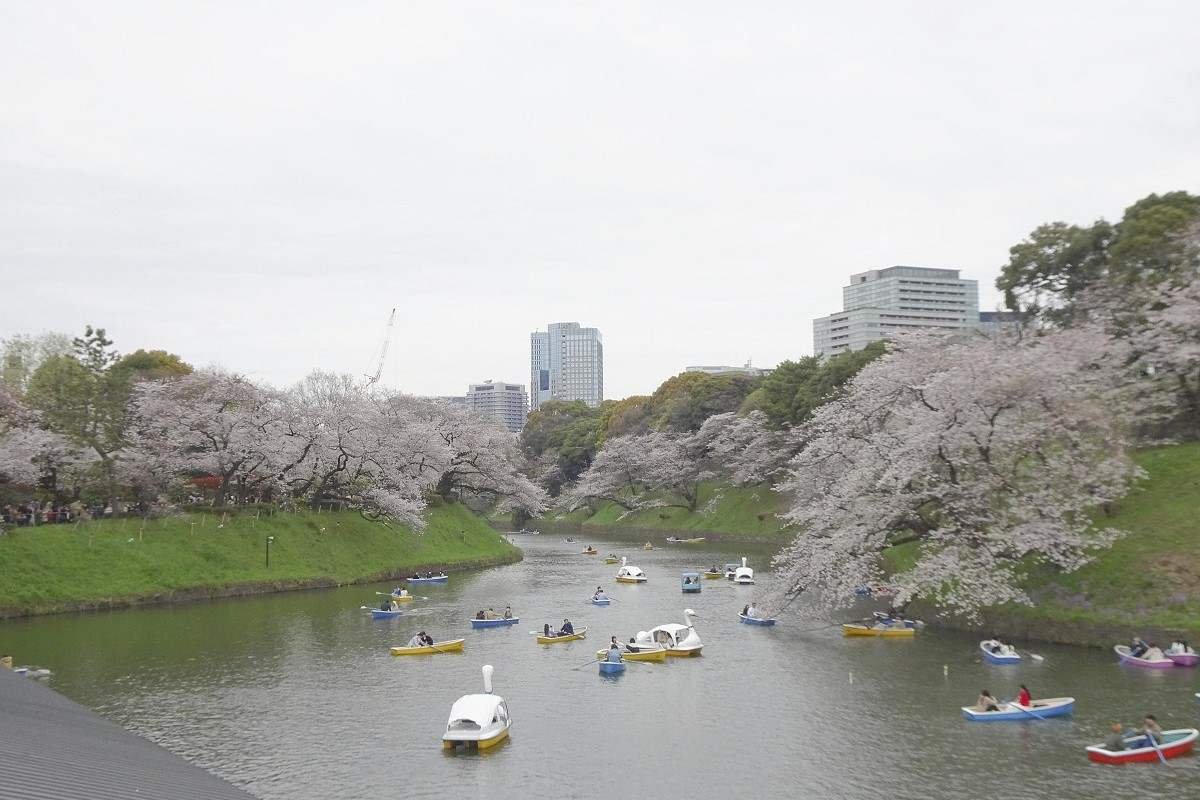 Crowdfunding supports conservation efforts at Tokyo's famous cherry tree spot; Chiyoda Ward is developing several plans to help maintain trees