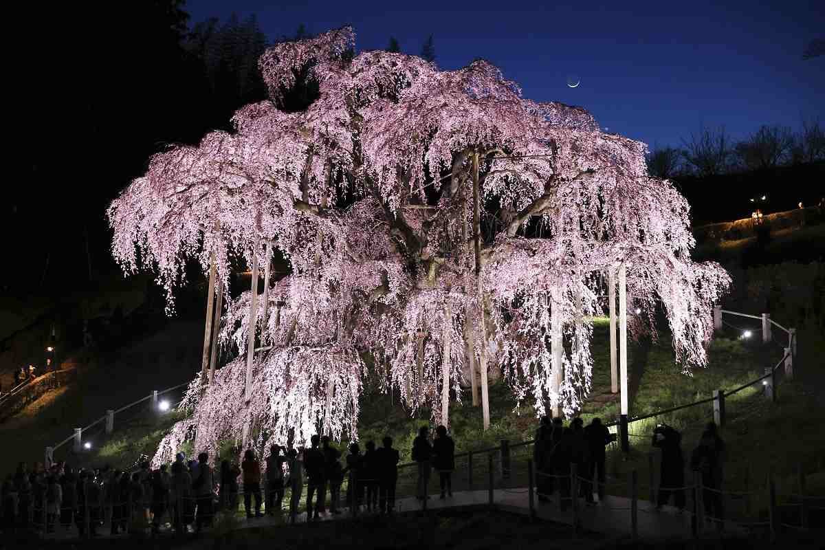 Famous weeping cherry tree in full bloom in Fukushima Pref. Village