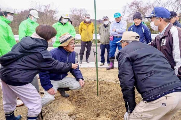  New variety of cherry trees developed in Miyagi city planted;  Here's hoping for another 100 years of cherry blossom festivals

