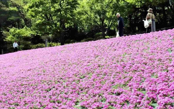  Shibazakura Oasis blooms in central Tokyo;  Full bloom of creeping Phlox creates picturesque pink plot in Minato Ward

