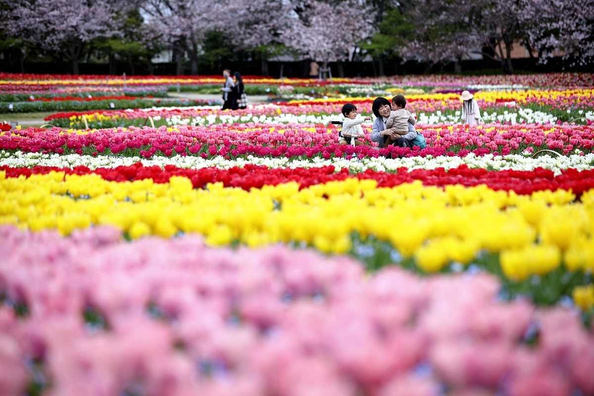 Tulips in full bloom delight visitors to Mie Pref. Flower Park