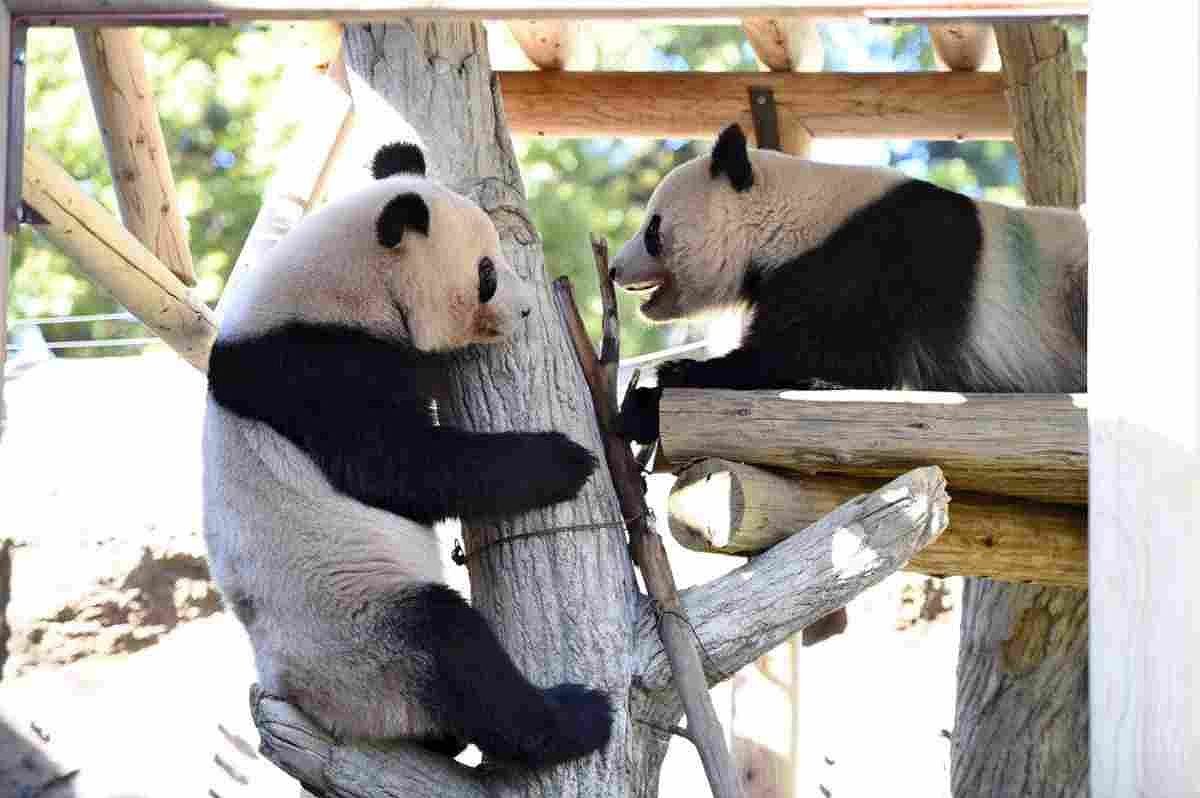 Twin panda cubs at Tokyo's Ueno Zoo become too noisy and are separated into their own quarters