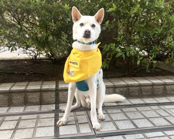 After the Noto earthquake, Edison needs a new, loving home

