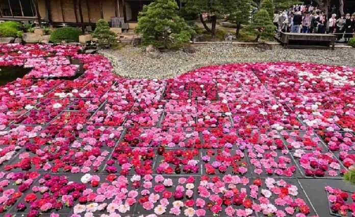  Botanical flowers float on the pond in the Japanese Garden in Matsue;  Visitors are enchanted by beautiful flowers in different colors and sweet scents

