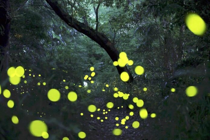  Dance of light at sunrise;  4,000 flashing fireflies provide a fantastic view in the dark

