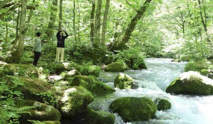  Ecotourism is gaining momentum at the Oirase Stream in Aomori Pref.;  The project aims to preserve and utilize the natural environment

