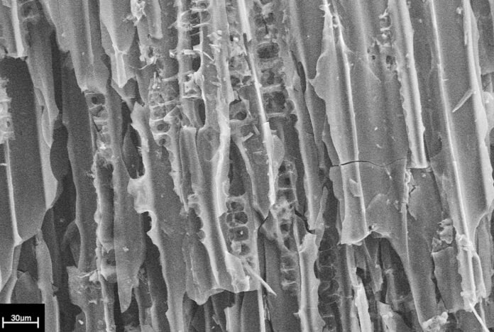 An image provided by I.J. Glasspool shows a microscopic view of 200-million-year-old charcoal from Greenland. By digging into the geologic record, scientists are learning how wildfires shaped — and were shaped by — climate change long ago. 