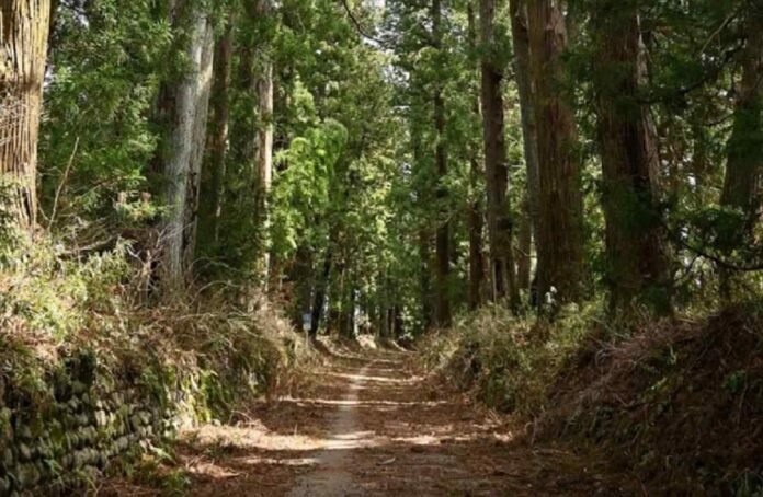 Japan Tourism / Walking along Nikko Cedar Avenue like a traveler in the Edo period

