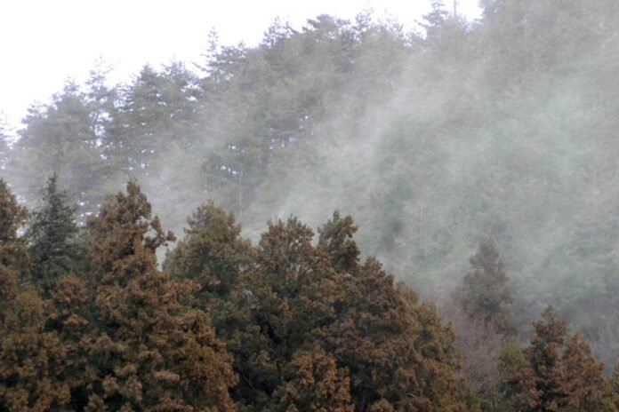 Japan's pollen countermeasures face challenges due to slow logging of cedar trees

