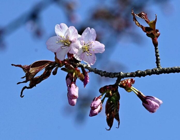  Last cherry blossoms of the season announced in Hokkaido;  It took four months for the flowers to spread across Japan

