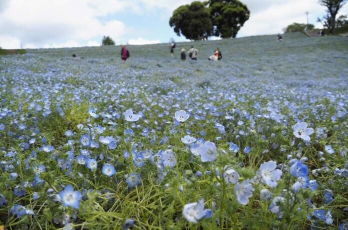  Nemophila Flowers envelops mother farm in Chiba Pref.;  “Valley of Flowers” ​​becomes a sea of ​​blue blossoms after rain


