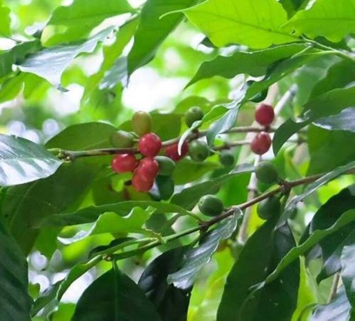 New research shows that Japanese coffee cultivation has roots in Okinawa

