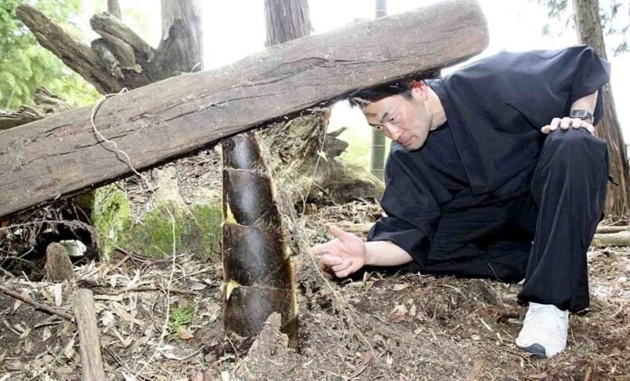 Shiga: Temple priest finds a sandy bamboo shoot growing under the tree and lifts a heavy wooden beam

