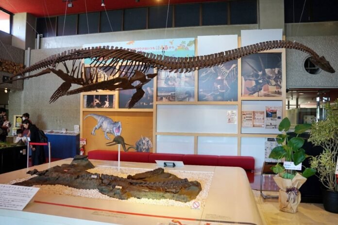 The Fukushima Fossil Museum marks 40 years of excavation history

