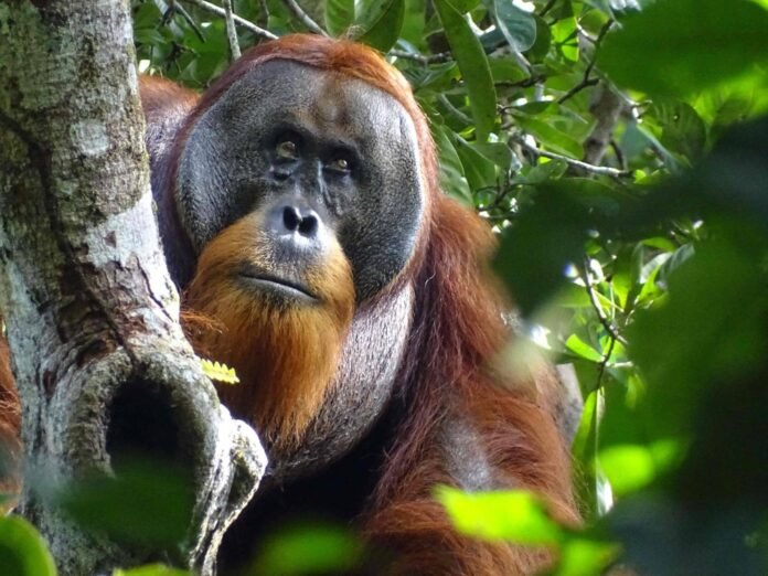 The use of medicinal plants by orangutans to treat wounds intrigues scientists

