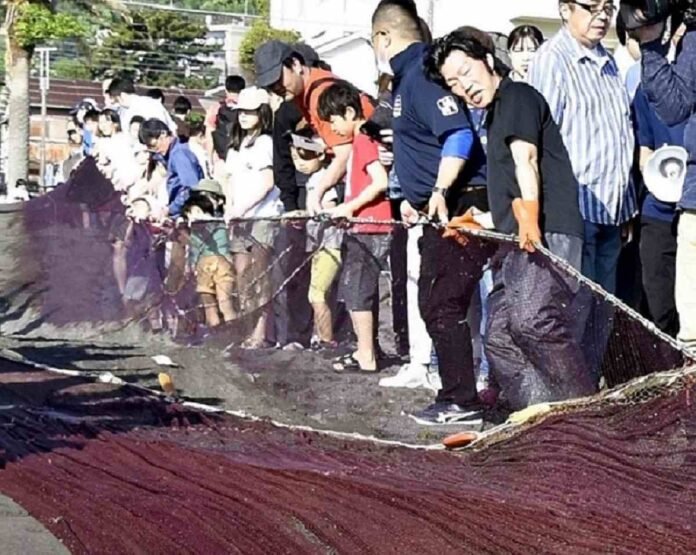  Tourists tow morning catch during Seining event in Shizuoka Pref.;  City has been organizing event since 2005

