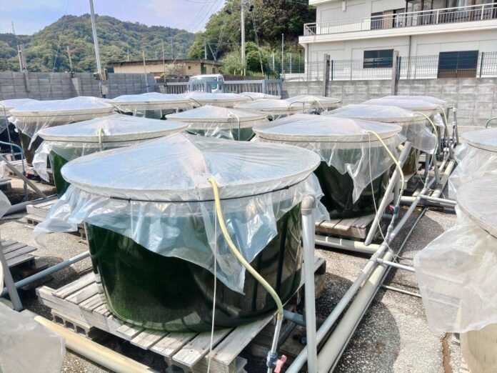 A poor seaweed harvest prompted the Kyushu University team to look at the land

