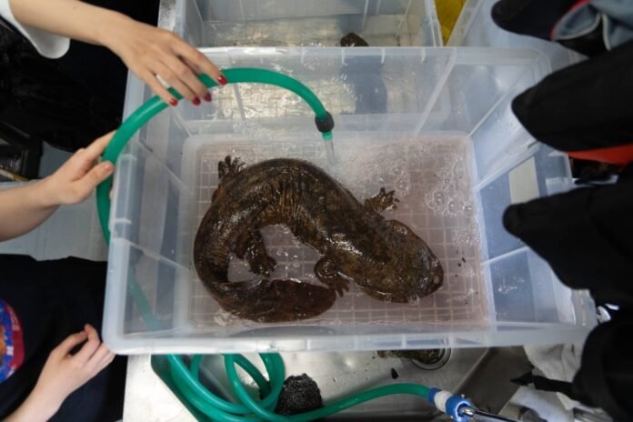 A story about two almost extinct giant salamanders

