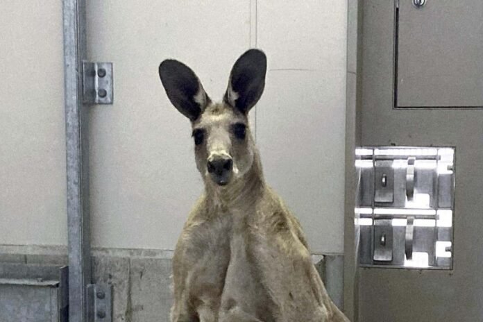  'Buff' Kangaroo Moves from Kochi to Ishikawa Zoo;  breeding and exhibition planned for him

