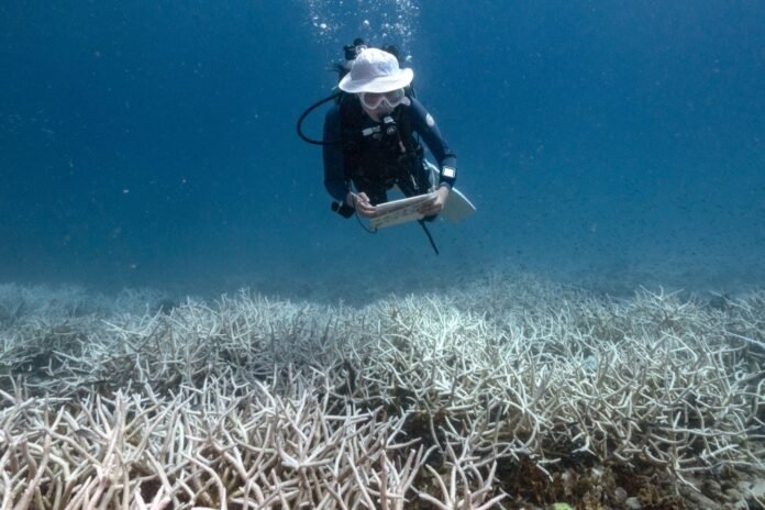 Nannalin "Fleur" Pornprasertsom, 14, surveys bleached corals during her coral conservation and citizen science course at Black Turtle Dive, around Koh Tao island in the southern Thai province of Surat Thani, on June 14. 