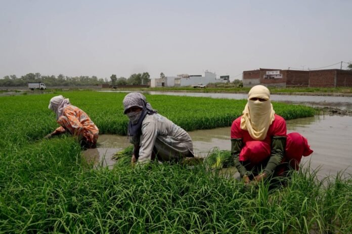 Farm labourers, with their faces covered for protection from heat, work in a field on a hot day in Karnal, India, on Monday.  