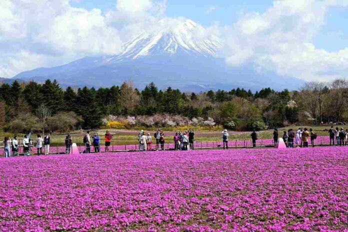 Heritage Council publishes measures to combat crowds on Mount Fuji; video and predicted crowds expected to limit climbers

