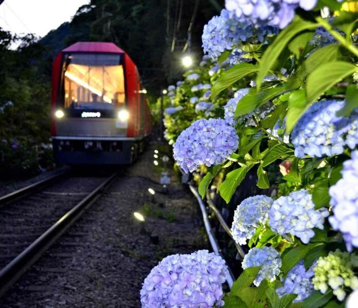  Hydrangeas illuminated along the train line in Hakone;  'Hortensia Train' runs over a route of 8.9 km

