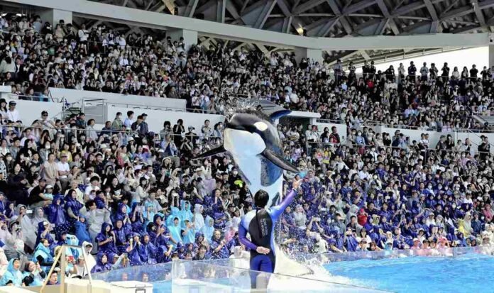 Hyogo: Orca Show Draws Visitors; New Aquarium Opens in Kobe

