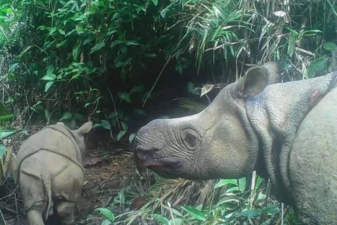 Two Javan rhinos in Ujung Kulon national park in Indonesia's Banten province. In 2023, a newborn Javan rhino in Indonesia raised hopes for the highly endangered species.  