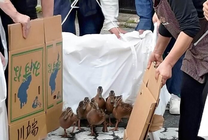 Kyoto: Ducklings safely make the way to the Kamo River from Kyoto Temple in the city's annual duck procession

