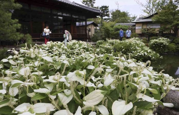 Asian lizard tails currently in full bloom at Kyoto temple until mid-July

