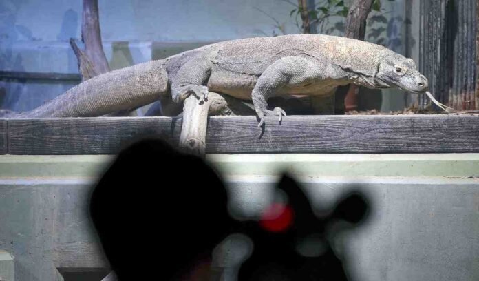 Taro, the Komodo dragon, unveiled to the public at a zoo in Japan; Nagoya Zoo is the only place in the country where the largest extant lizard species can be seen

