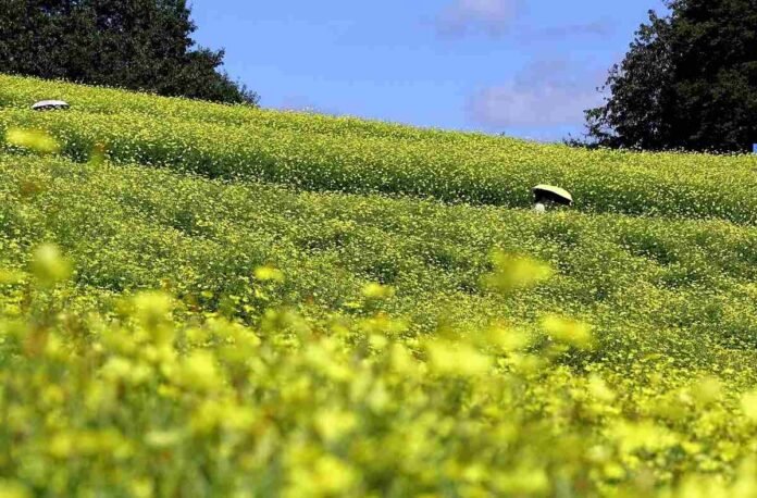 Bright yellow flowers bloom in Japan Park in western Tokyo; lemon buds give the appearance of a large yellow carpet

