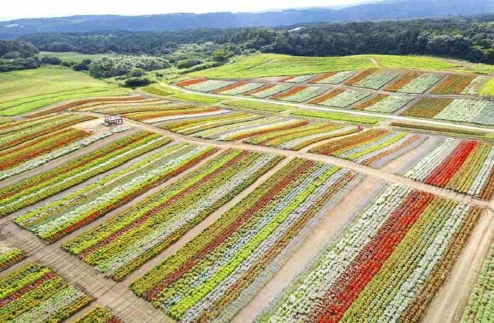 Carpet of Autumn Colors; Yakurai Garden in Northeast Japan Welcomes Fall

