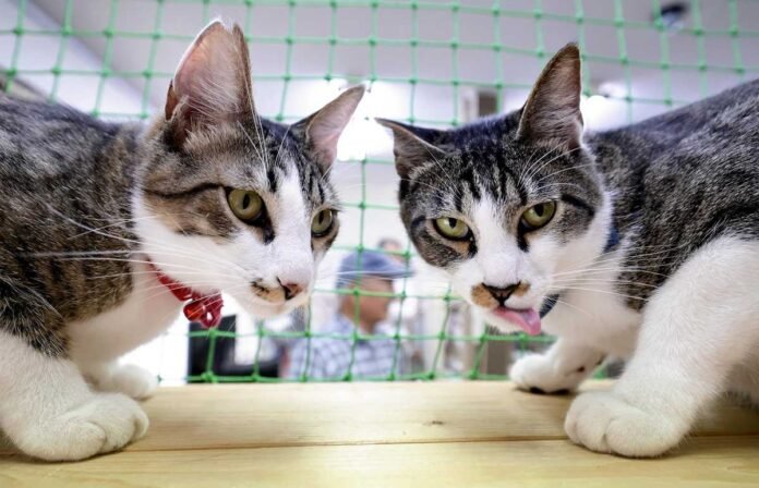 Hiroshima: Feline station masters bring business to struggling railway; station sees over 5,000 visitors in 6 months

