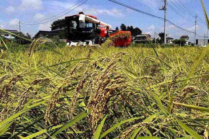 Japan's rice exports hit record high of 24,469 tons in January-July; agriculture minister stresses domestic rice supply will improve

