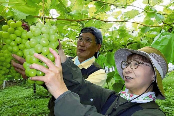 Richly harvested Shine Muscat grapes in Yamagata Pref.

