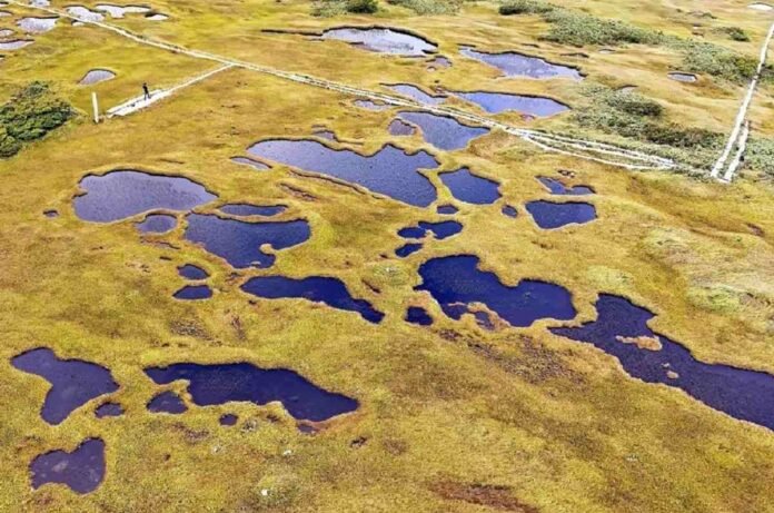 Say Yellow to Autumn; Midagahara Marsh, Mt. Gassan, Turns Yellow as Fall Approaches

