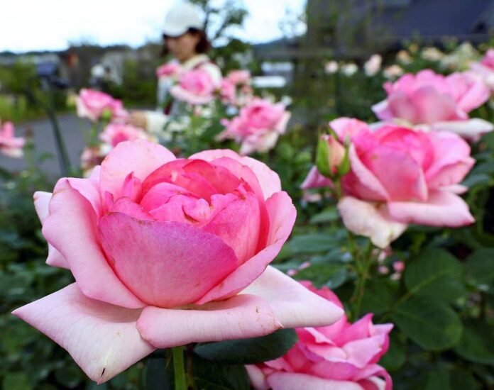 Autumn roses in full bloom in Ibaraki Park

