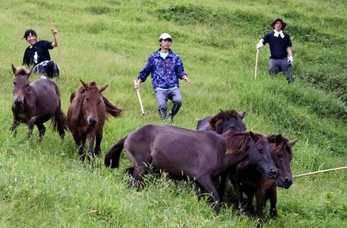 Miyazaki: Annual health checks carried out on wild horses on the Cape; About 100 of the national treasures covered

