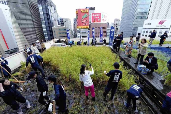 Sake Company harvests rice from Tokyo's rooftop rice field; Growth was slowed by bad weather, but recovered thanks to summer weather

