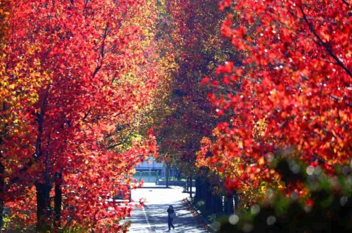 Trees wreathed in Vivid Red Line Avenue in Kanazawa; Morning sun creates a vision of flames and enraptures passersby

